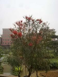 红花银桦