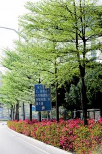 小叶榄仁